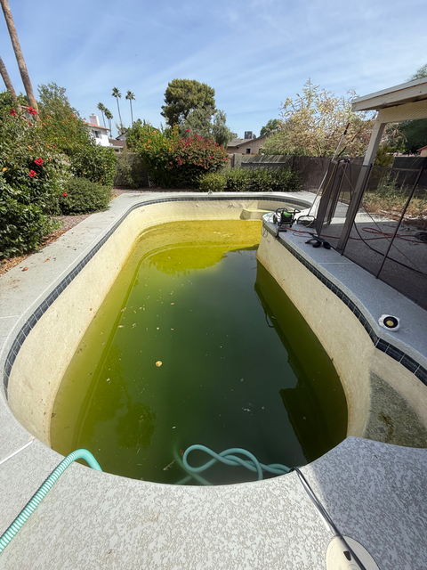 Green pool water after monsoon storm in Arizona, algae bloom recovery.